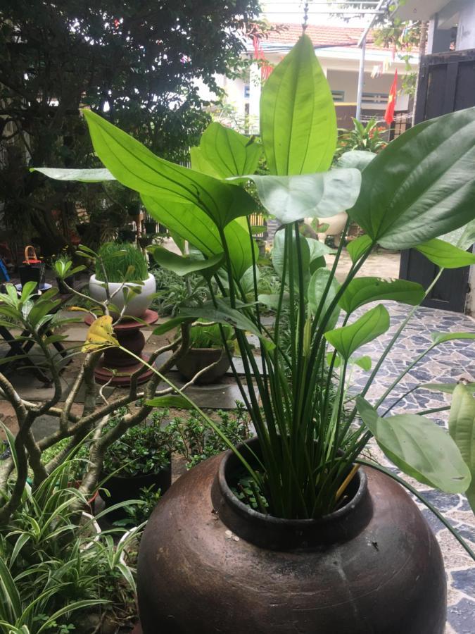 Cherry Garden Homestay Hội An Extérieur photo