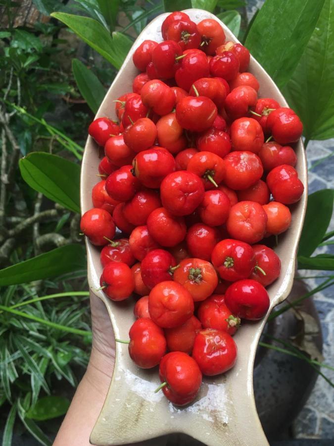 Cherry Garden Homestay Hội An Extérieur photo